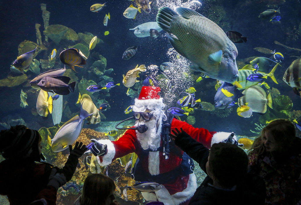 First Place, Student Photographer of the Year - Jabin Botsford / Western Kentucky UniversityKids crowd around the aquarium glass to catch a glimpse of a scuba diving Santa Claus at the Columbus Zoo and Aquarium during the 25th anniversary of Wildlights, efficiently powered by AEP Ohio, where millions of LED lights have transformed the Columbus Zoo into a twinkling maze and will be open from November 22 until January 5th in Powell, Ohio on Thursday, Nov. 21, 2013.
