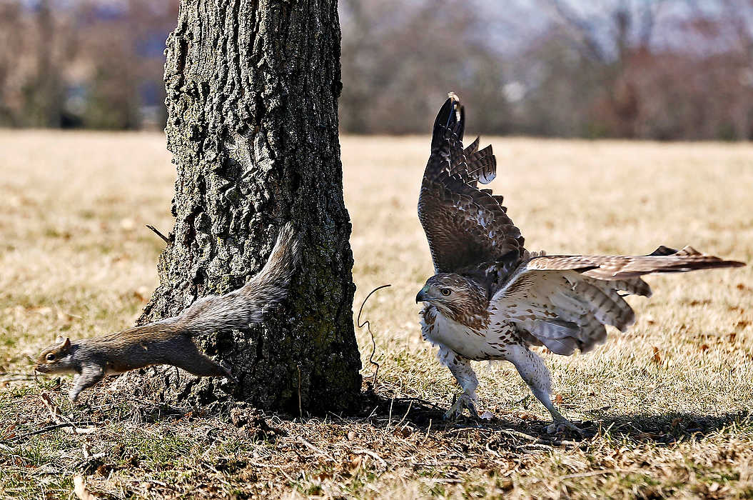 Third Place, Feature - Sam Greene / The Columbus DispatchA juvenile red-tailed hawk chases a young gray squirrel onto the ground as it falls from a black walnut at Fred Beekman Park in Columbus. The hawk stalked the squirrel through the branches of the tree for more than an hour before the squirrel's fatal mistake landed it in the raptor's grasp. 