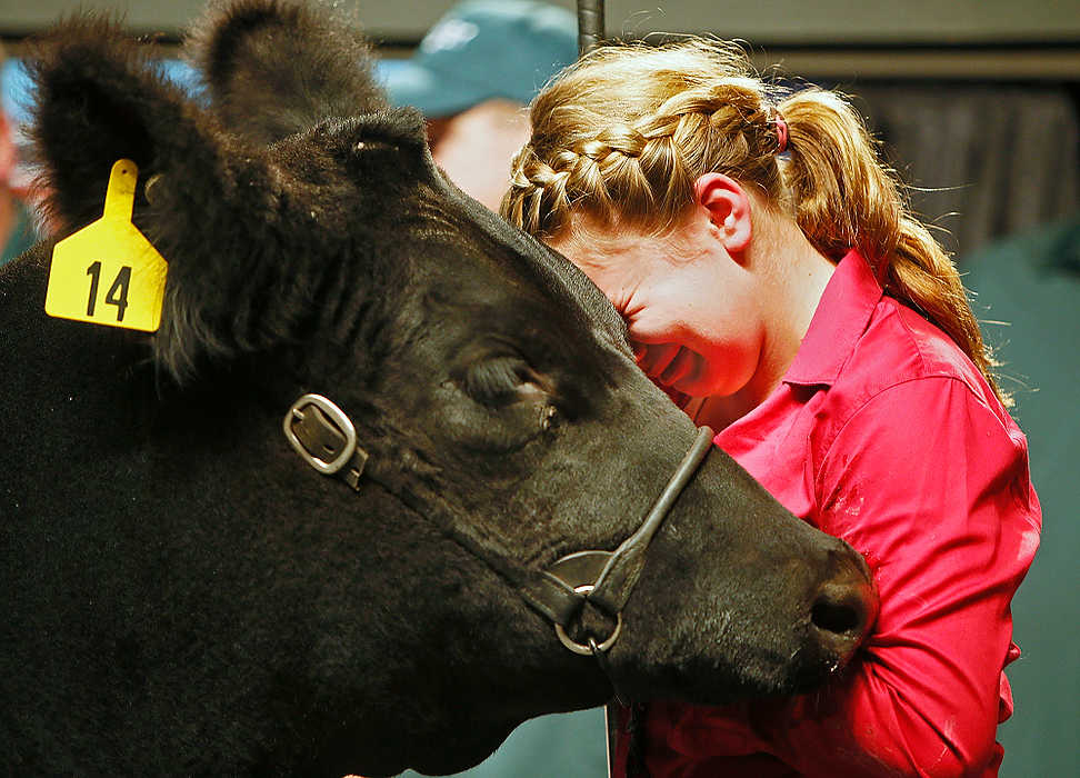 Award of Excellence, General News - Jenna Watson / Kent State UniversityBrooke Egbert, 13, of Botkins, Ohio, sheds tears as she rests her head on her reserve champion market steer, realizing that she is moments away from giving him away to the highest bidder at the Ohio State Fair Sale of Champions.