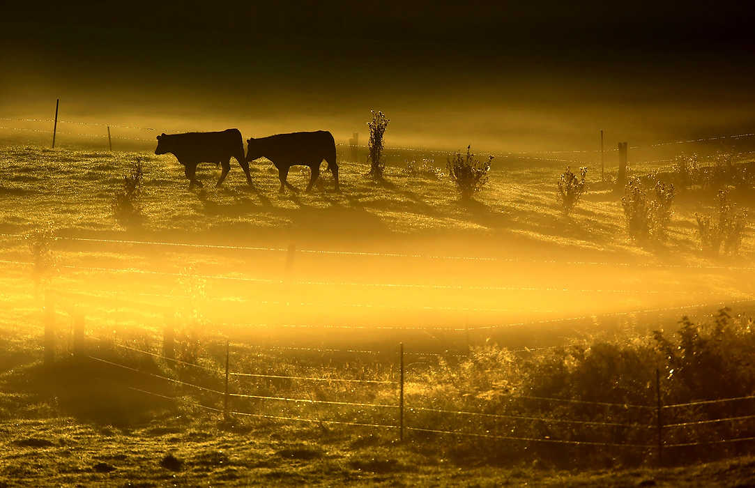 Award of Excellence, Pictorial - Marvin Fong / The Plain DealerSunrise cuts through the fog and mist as two cows bask in the warmth at Luther Farm in Richfield, OH.  