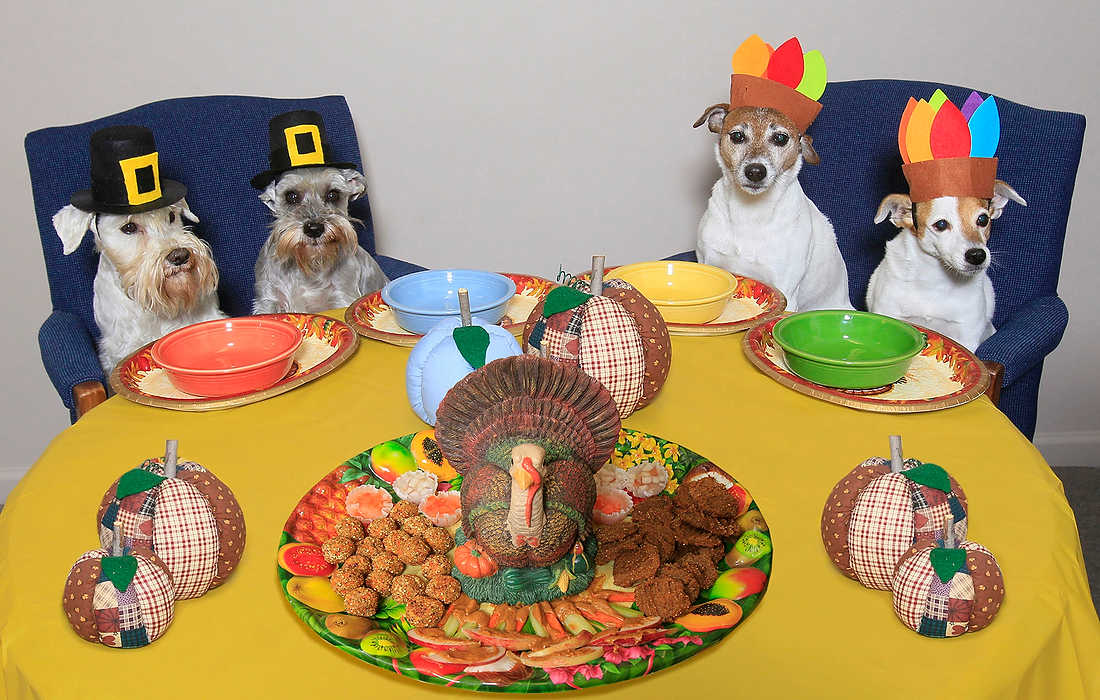 Award of Excellence, Product Illustration - Karen Schiely / Akron Beacon JournalAspen (left) and Romeo as pilgrims and Bosco and Gabby as Native American Indians wait to gobble up their Thanksgiving day feast which includes roasted turkey balls, apple crudités, sweet potato cookies and carrot and apple simple sorbets.