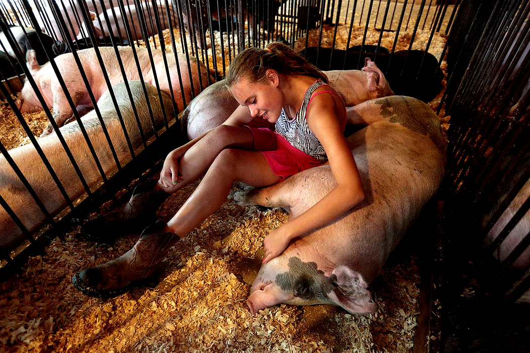 First Place, Photographer of the Year - Small Market - Jessica Phelps / Newark AdvocateTarrah BeVeir, 11, lays down with her hogs during a brief rainstorm at the Hartford Fair. BeVier, from Johnstown, has been showing hogs at the fair for the past three years.