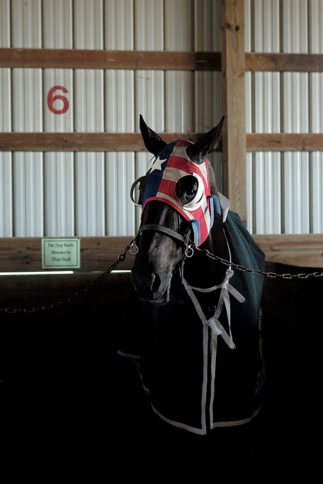 Second Place, Photographer of the Year - Small Market - Joshua A. Bickel / ThisWeek Community NewsFive-year-old gilding Iwilldowhatido waits in the stables before the start of the first race during the 69th Little Brown Jug at the Delaware County Fairgrounds. Since 1946, the Little Brown Jug has been one of the most coveted races in harness racing. On the third Thursday after Labor Day, three-year-old pacing standardbreds compete on the one-mile dirt track as spectators place their bets and drink cheap beer. The Jug, held annually at the Delaware County Fairgrounds is the second leg of the Triple Crown of Harness Racing, and the winner is glazed onto a small brown jug trophy. 