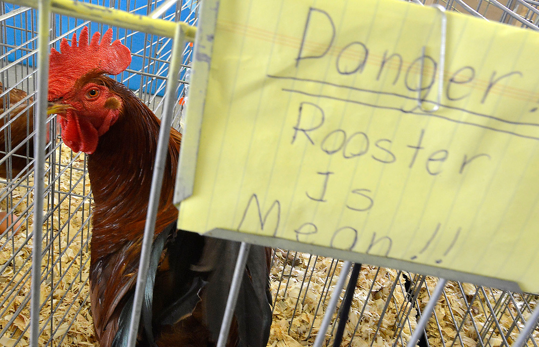 Third Place, Photographer of the Year - Small Market - Bill Lackey / Springfield News-SunA sign on a cage in the poultry barn at the fair warns visitors to look but not try to touch a rooster on display. 