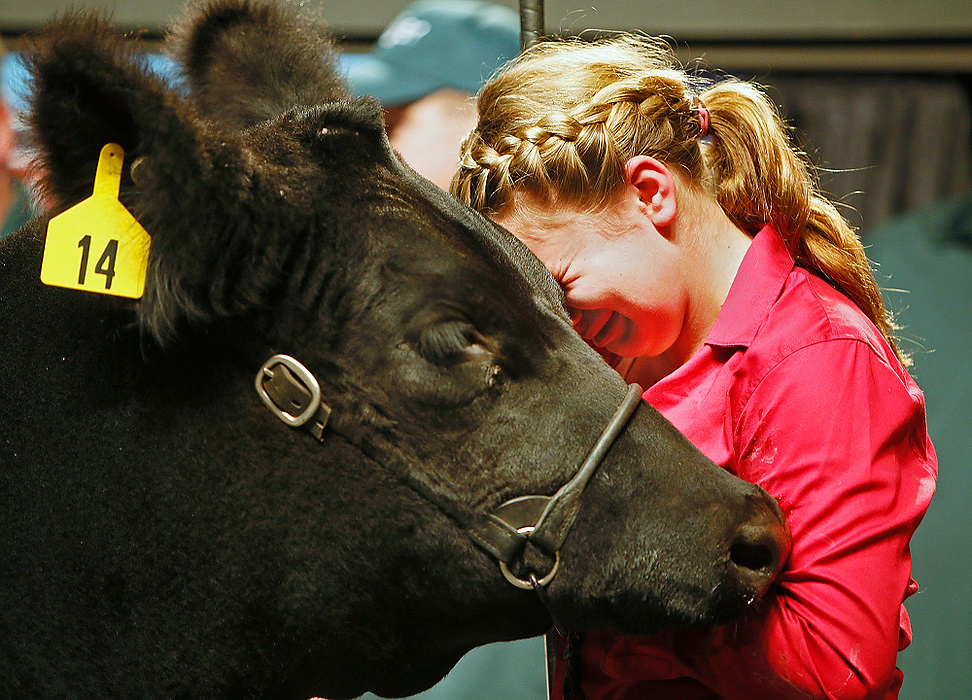 Third Place, Student Photographer of the year - Jenna Watson / Kent State University Brooke Egbert, 13, of Botkins, sheds tears as she rests her head on her reserve champion market steer, realizing that she is moments away from giving him away to the highest bidder at the Ohio State Fair Sale of Champions.
