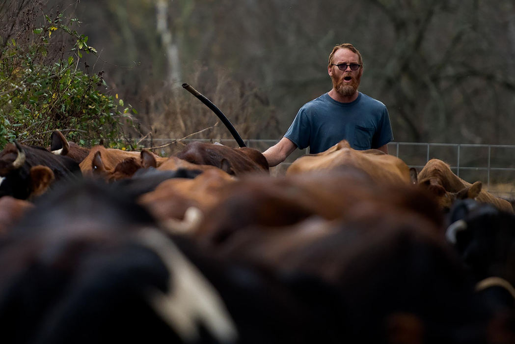 First place, Larry Fullerton Photojournalism Scholarship - Sarah Stier / Ohio UniversityNick Nolan guides cows into the milking shed for a morning session of milking at the family's farm in Gallipolis. Nolan milks the cows once in the morning and again at night.  