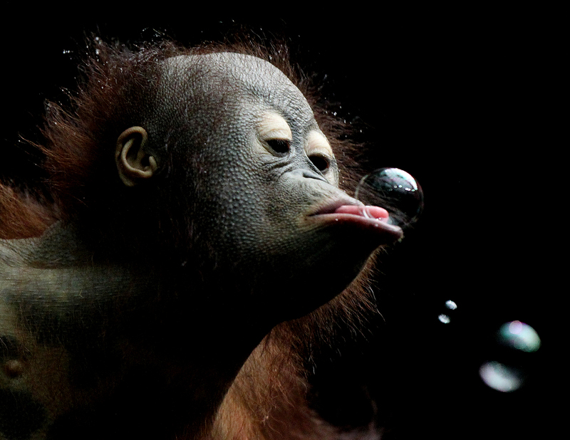 Third Place, Feature - Lisa DeJong / The Plain DealerMerah, a three-year-old orangutan, celebrates her birthday by catching bubbles on her tongue at the Cleveland Metroparks Zoo. Merah looked more like a human kid as she reached out her long limbs to catch them. Zookeepers also gave Merah a bag of goodies and strung colorful streamers across her exhibit inside the Rainforest area.  