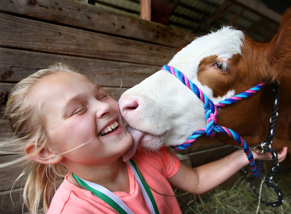 Award of Excellence, Feature - Lisa DeJong / The Plain Dealer, "Slurpy Kiss"Domonique Yatsko, 10, of Hinckley, gets a slurpy kiss from "Cool Whip" during the Medina County Fair. Yatsko says the two are close. "He moos for me when I walk away," she said. Yatsko, a member of the Spunky Spurs 4-H Club, competed with her 435-pound steer in the showmanship market class category. 