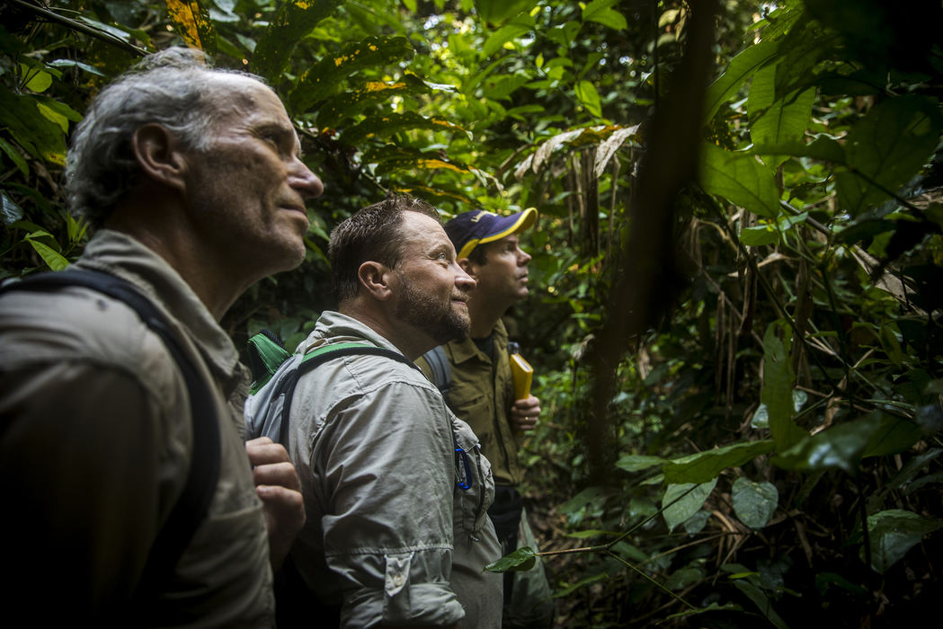 First Place, Photographer of the Year - Large Market - Meg Vogel / The Cincinnati EnquirerThane Maynard, Ron Evans and Dave Morgan watch a group of chimpanzees in a tree at the Goualougo Triangle inside the Nouabalé-Ndoki National Park. 
