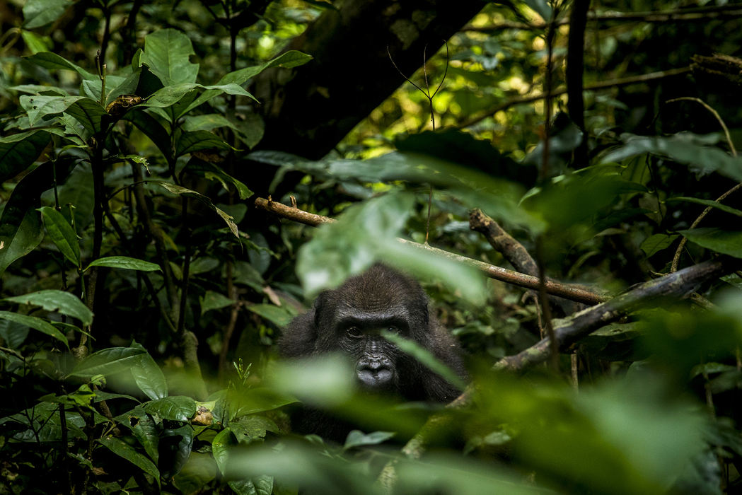 First Place, Photographer of the Year - Large Market - Meg Vogel / The Cincinnati EnquirerModjiaye, a male gorilla, looks at the group of trackers and researchers. Because the terrain of the western lowland gorilla habitat is so remote and complicated, it took researchers years to be able to find and study them. The first research on the species only started twenty years ago. 