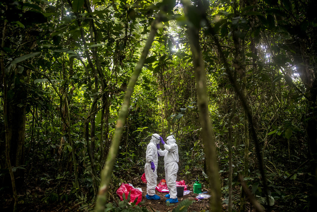 First Place, Photographer of the Year - Large Market - Meg Vogel / The Cincinnati EnquirerSeverin Kialiema, a research assistant, helps cover the face of Juan Ortega, a researcher and the site manager of the Goualougo Triangle Ape Project, before Juan collects samples from Etacko's body. The two men must follow health precautions by completely covering their body.  