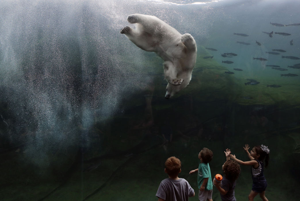 Second Place, Photographer of the Year - Large Market - Kyle Robertson / The Columbus DispatchNuniq, Neva, and Amelia Gray, the only polar bear cubs born at a North American zoological facility in 2016, are scheduled to move from the Columbus Zoo and Aquarium this fall.  Females Amelia Gray and her half-sister, Neva, will both move to The Maryland Zoo in Baltimore. The announcement of Neva’s twin brother Nuniq’s new home will be made soon.  Neva dives into the water at Polar Frontier at the Columbus Zoo and Aquarium on August 30, 2018.