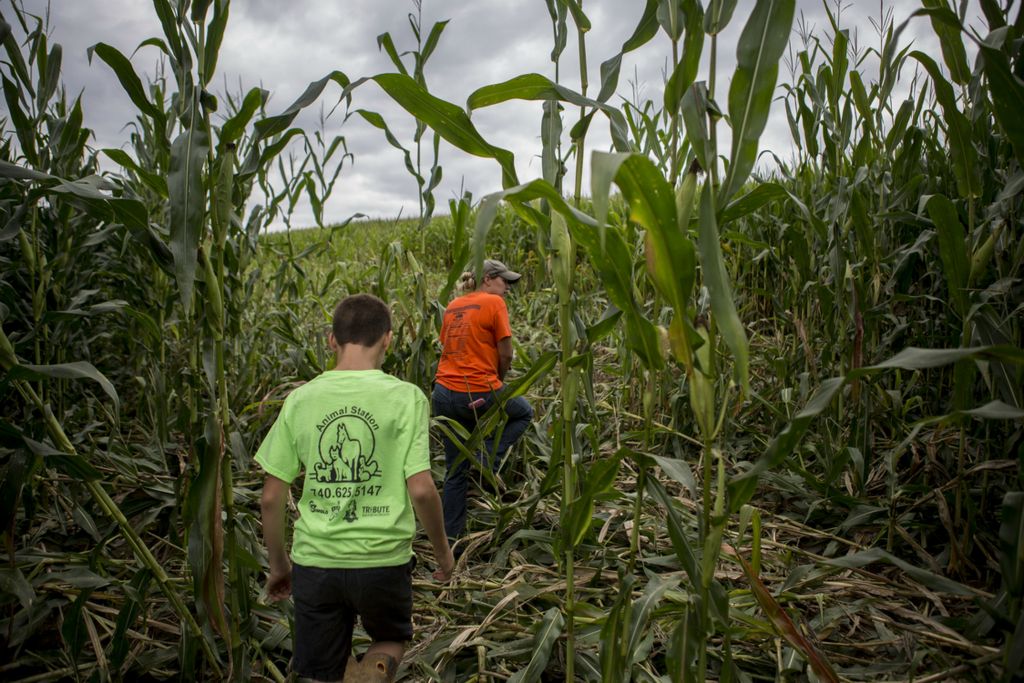 First Place, Feature Picture Story -  / Newark Advocate, “A Farm Story”Mamie and her sons Arthur and Bryce (not pictured) make their way through one of their corn fields July 31, 2018 to survey the damage done by raccoons who knocked a large area of stalks to the ground. In a year already stressed by tariffs and heavy rains this was an extra stress the family did not need. 