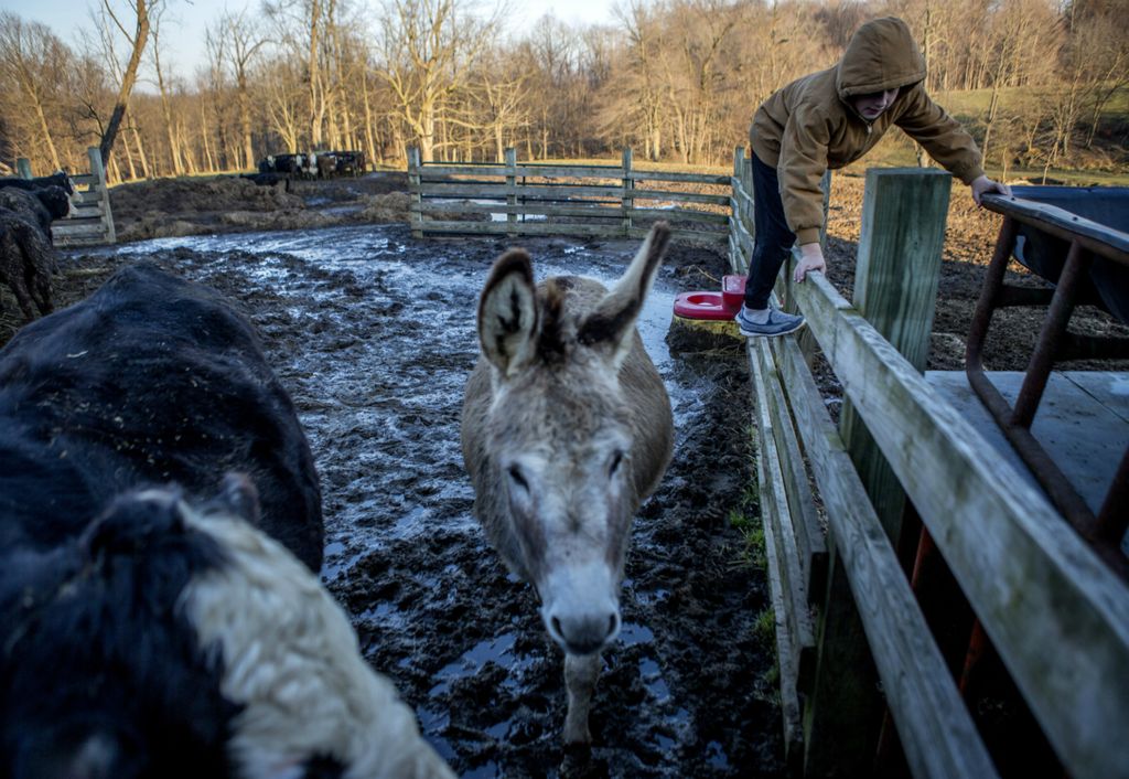 First Place, Feature Picture Story - Jessica Phelps / Newark Advocate, “A Farm Story”Bryce climbs around on the fence encouraging Dee, the donkey to follow him to his dad who is waiting with an apple as a treat in January 2019. Bryce loves living on the family farm especially when he gets to work with the cows and Dee. 