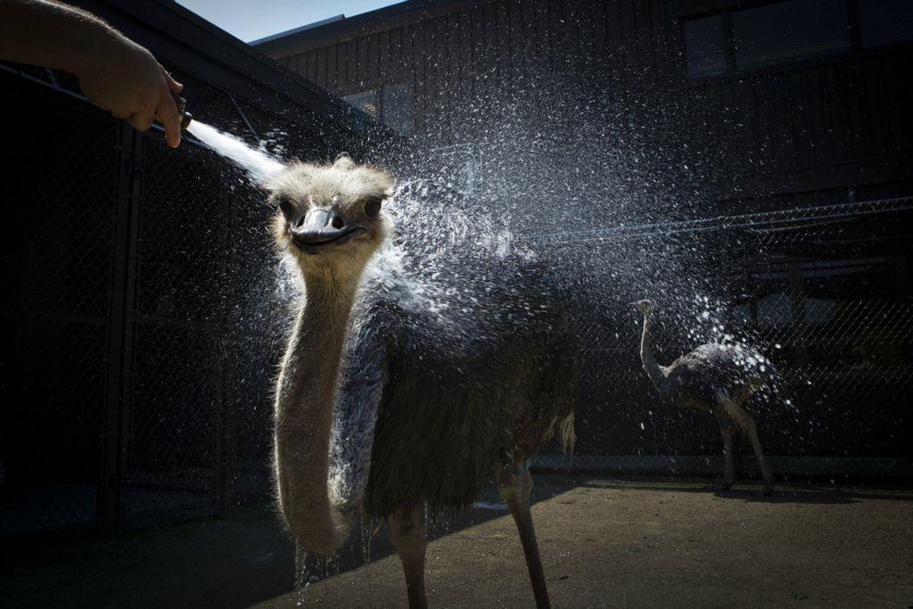 First Place, Larry Fullerton Photojournalism Scholarship - Madeleine Hordinski / Ohio UniversityOstriches Rose (left) and Pam (right) get a bath by their keeper, Dan Turoczi at the Cincinnati Zoo on July 31, 2019.