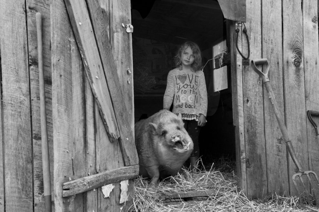 Second Place, Larry Fullerton Photojournalism Scholarship - Alexandria Skowronski / Ohio UniversityEvie Rose, daughter of Jon Rose,  wakes up her favorite inhabitant of Canary Acres named Bernie on April 7, 2019.  Jon Rose owns the animal sanctuary for abused and neglected animals and runs in on his property, and the potbelly pig Bernie was abandoned after he kept escaping the house.  Bernie is also known for being able to open cabinets. 