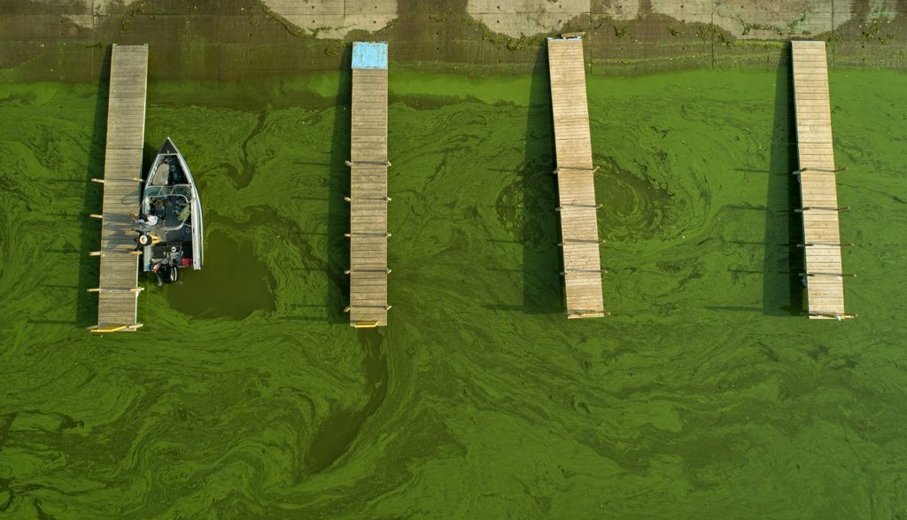 Award of Excellence, Pictorial - Andy Morrison / The Blade, “Lake Erie Algae”A fishing boat prepares to leave Bolles Harbor, inundated with blue-green algae, in Monroe, Michigan, July 26, 2019. This summer's bloom was the fifth largest since 2002.