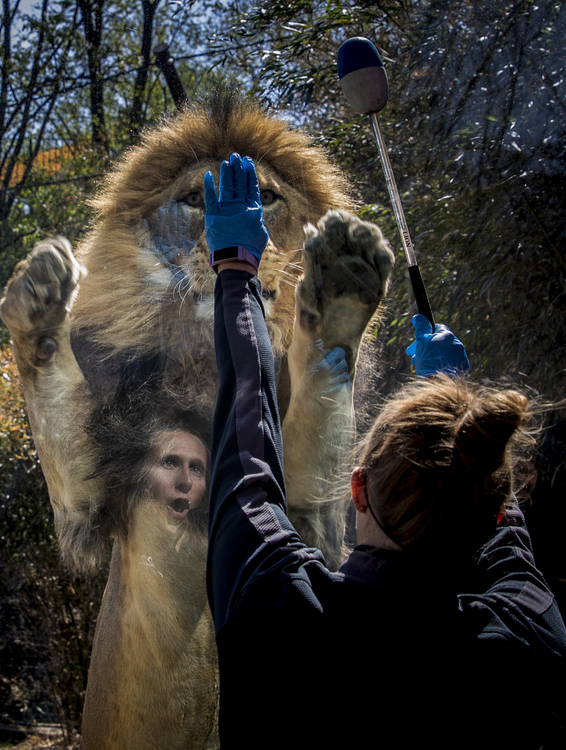 First Place, Photographer of the Year - Large Market - Meg Vogel / The Cincinnati EnquirerJohn, the lion, follows Head Africa Keeper Wendy Rice, during a training session at Cincinnati Zoo and Botanical Garden on Tuesday, April 16, 2019. John the lion received meatballs as a positive reinforcement. 