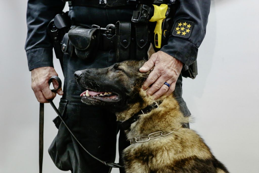 Third Place, Photographer of the Year - Large Market - Joshua A. Bickel / The Columbus DispatchFranklin County Sheriff's K9 Deputy Hazen Jay, a 3-year-old German Shepherd, stands with his handler, Deputy Mike Severance, following a swearing-in ceremony on Thursday, November 7, 2019 at the Franklin County Sheriff's Office in Columbus, Ohio.