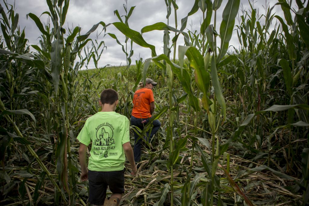 First place, Photographer of the Year - Small Market -  / Newark AdvocateMamie and her sons Arthur and Bryce (not pictured) make their way through one of their corn fields July 31, 2018 to survey the damage done by raccoons who knocked a large area of stalks to the ground. In a year already stressed by tariffs and heavy rains this was an extra stress the family did not need. 