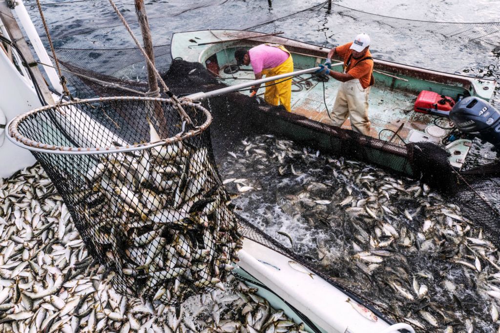 First Place, Chuck Scott Student Photographer of the Year - Carlin Stiehl / Ohio UniversityHector Rene Modueño, left, and Edgar Riber transfer menhaden from a pound net into Captain Boo Polly’s boat near the shore of St. Mary’s County, Md. The process of transferring fish onto the boat is physically intensive, leaving the crew wading waist deep in menhaden on the ride to the processing plant. Menhaden are considered one of the most important fisheries in the Chesapeake despite not being harvested for human consumption. Instead they are used in products like fish oil supplements, cosmetics, and bait for other fisheries. Polly said the price of menhaden is down this season, which he attributes to the economic constraints of the Covid-19 pandemic.