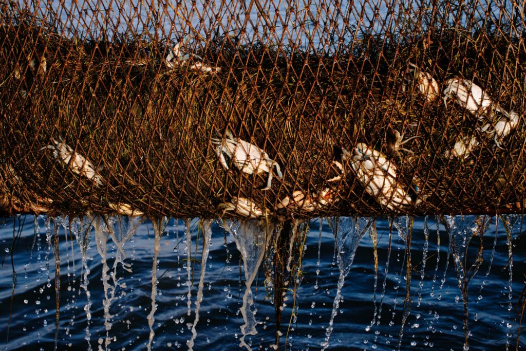 First Place, Chuck Scott Student Photographer of the Year - Carlin Stiehl / Ohio UniversityA crab scrape harvests blue crabs near Smith Island. Bay grasses are the foundation of the Chesapeake ecosystem, and has they continue to rebound due to pollution reductions, it means more habitat for blue crabs and other wildlife. The scrape consists of a net that is dragged across the underwater grasses in a way that doesn’t damage the sea bottom.