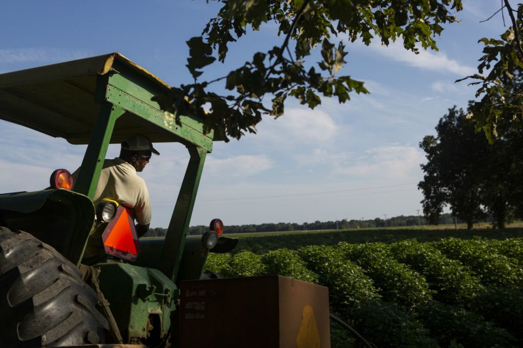 Second Place, Chuck Scott Student Photographer of the Year - Michael Blackshire / Ohio UniversityDoug Wilson, 64, watches the fields grow as cotton season begins in Minter City, Mississippi on August 5, 2020. Wilson has worked at the Pillar Plantation since he was 17 years old. “Yessir, I’ve worked here for 47 years. I always like hands-on work,” Wilson said.