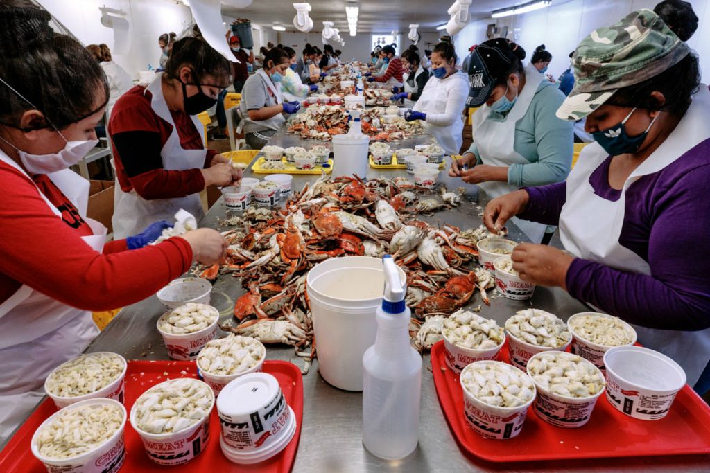 Second Place, Feature Picture Story - Carlin Stiehl / Ohio University, “Maryland’s Watermen”Latino visa workers pick crabs at Russell Hall Seafood in Fishing Creek, Md. Russell Hall is one of only two out of the five picking houses on Hoopers Island that were awarded visas for workers this year. Mark Phillips, son of Russel Hall owner Harry Phillips, says “it doesn’t just hurt his business, but the whole community,” as watermen have fewer places to offload their catch. “We’ve had job fairs everywhere, Baltimore to Washington, people just aren’t going to do it,” Phillips said. “If I had to run this business and rely on Americans, I’d sell it today.”