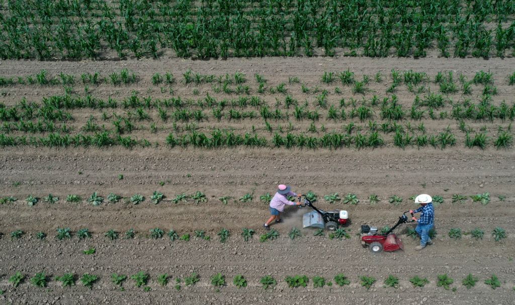 Award of Excellence, Pictorial - Lori King / The Blade, “Cultivation”Cecilia and Randy Thurman cultivate their farm field in Grand Rapids, Ohio on July 20, 2020. The couple owns Thurman’s Farm Market in Grand Rapids, and also sells their produce, which includes sweet corn, tomatoes and cucumbers, at the Toledo Farmer’s Market on Saturdays. 