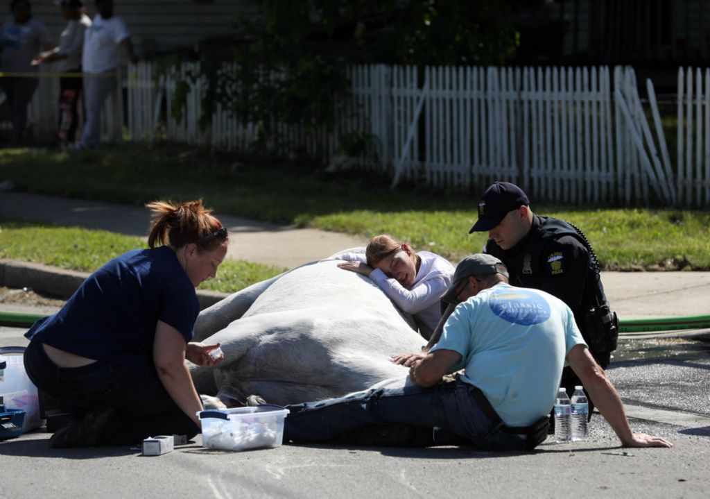 Second Place, Spot News - Amy E. Voigt / The Blade, “Grief”The Toledo Fire and Rescue Department stand by as a horse is comforted after being injured at the intersection of Oakwood and North Detroit, June 2, 2020. A spokesman for the Toledo Fire and Rescue Department, said it appears a loud sound spooked two horses, that were pulling a carriage hearse, into traffic. One horse was struck by a truck. The owner of the horse comforted him for hours in the street. A large animal vet was called in to euthanize the horse. 