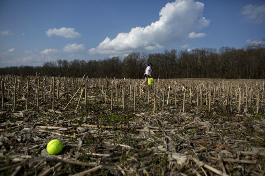 First Place, Ron Kuntz Sports Photographer of the Year - Jessica Phelps / Newark AdvocateKylah Morrison walks through the cornfield looking for softballs April 7. Kylah the balls into the field while working on her hitting skills in her backyard. Kylah who was a senior was especially heartbroken at missing her final season with her high school team.