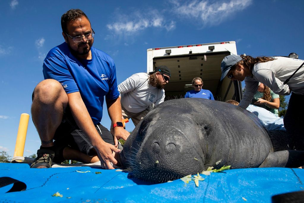 Second place, Chuck Scott Student Photographer of the Year - Chris Day / Ohio UniversityNik Ricci, a senior animal care specialist with SeaWorld, looks down at Astoria after she has been moved down from the truck that brought her from Orlando to a boat ramp near Jacksonville for release. Astoria was released north of the Indian River because she had been rescued nearby and there is a greater access to seagrass in this area. Before she is released, her scars are marked with grease markers, she is measured, and a tracker is cinched around her tail that will stay attached for up to two years. Astoria was part of the mortality event occurring in Florida, in which manatees are starving to death due to a lack of seagrass in the Indian River. 