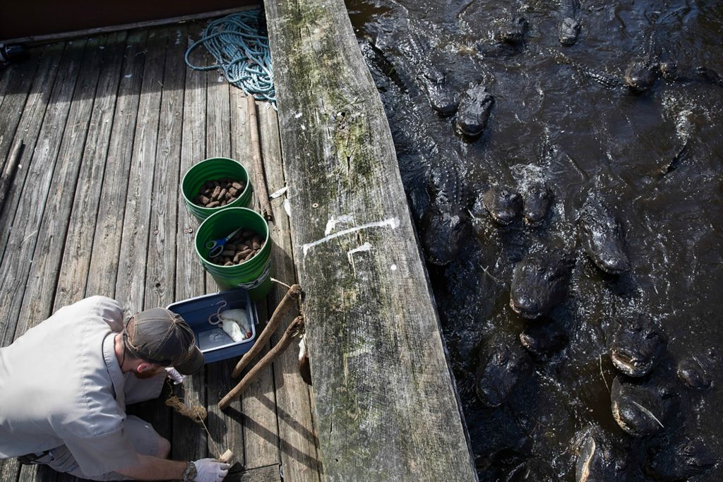 Second place, Chuck Scott Student Photographer of the Year - Chris Day / Ohio UniversityRon Pohl, the senior reptile keeper at the St. Augustine Alligator Farm, ties a dead rat to the end of a stick before feeding it to alligators in the native swamp during a show. Pohl said that unlike the alligators in the lagoon, which have been trained for shows, these alligators only associate humans with food. "This is the most dangerous type of alligator," he said.