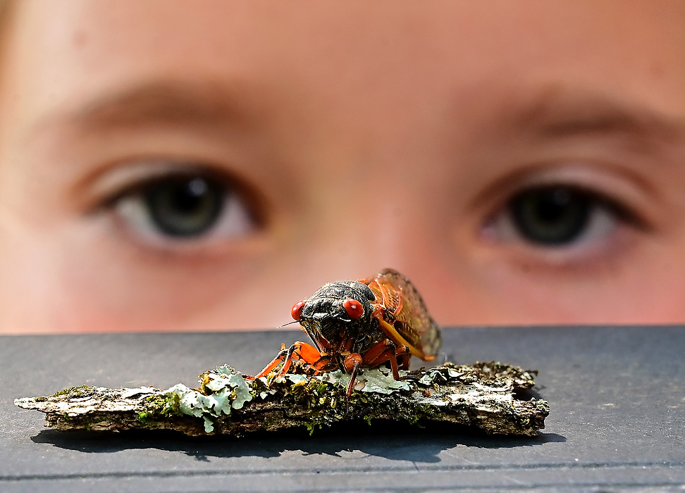 First place, Feature - Erik Schelkun / Freelance, "Cicada"Tessa Schelkun, 7 of Liberty Township inspects a Brood X Cicada. This summer much of the Cincinnati area was swarmed with the generational insects that only emerge every 17 years. 