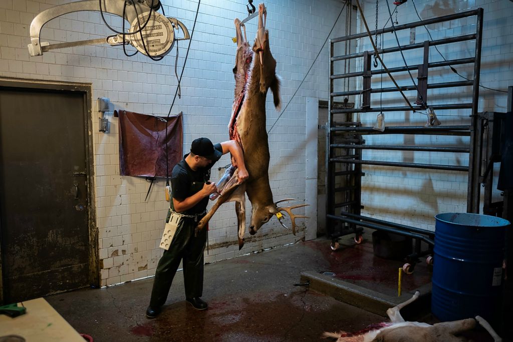 First place, Photographer of the Year - Large Market - Joshua A. Bickel / The Columbus DispatchZack Frazee skins a harvested deer while working at Oiler Meat Processing on Nov. 22, 2021 in Utica, Ohio. The economic fallout of the COVID-19 pandemic has also created a shortage of meat processors, and employees here have regularly put in 12-hour days, 7-days-a-week since the start of bowhunting season in November.