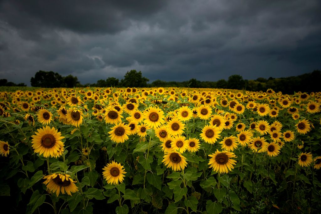 Second place, Photographer of the Year - Large Market - Meg Vogel / The Cincinnati EnquirerA field of sunflowers on Troy and Mary-Ware Bradford's farm is in full bloom on Monday, August 9, 2021, in Harrison County, Ky. “Mother Nature’s a gamble, but solar isn’t,” said Troy Bradford, who is leasing 200 acres of his farms for solar panels, including prime land on the ‘dream farm’ he just purchased a few years ago.