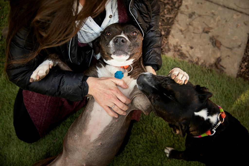 Second place, Photographer of the Year - Large Market - Meg Vogel / The Cincinnati EnquirerTwo mixed breed rescue dogs play at the animal shelter at the Ion Center for Violence Prevention on Wednesday, Dec. 8, 2021, in Maysville, Ky. The dogs’ owner brought them to the shelter, part of a pet protection program for domestic violence survivors. The identity of the owner is being withheld for privacy and protection. The National Coalition Against Domestic Violence reports that women without children are more likely to postpone seeking shelter out of concern for their pets’ safety.