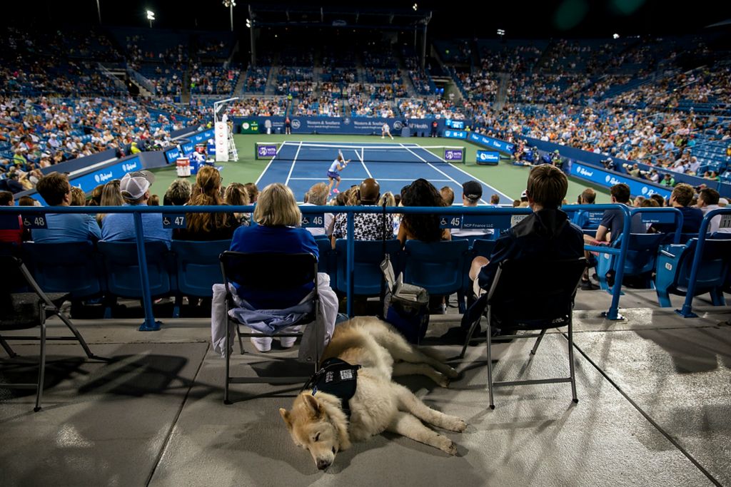 Second place, Photographer of the Year - Large Market - Meg Vogel / The Cincinnati EnquirerMarvin, a service dog, takes a rest during a match between Jill Teichmann (SUI) and Naomi Osaka (JPN) in the Western & Southern Open at the Lindner Family Tennis Center in Mason, Ohio on Thursday, Aug. 19, 2021. Teichmann won 3-6, 6-3, 6-3.