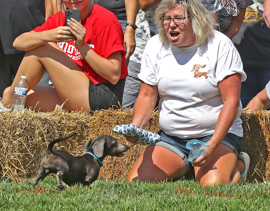 First place, Photographer of the Year - Small Market - Bill Lackey / Springfield News-SunKim Myers, from South Charleston, cheers on "Ruby" as she wins the 2021 Champion City Weiner Dog Races. 