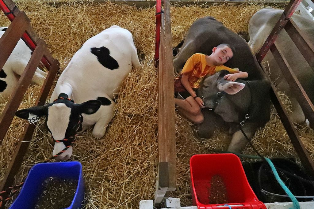 First place, Photographer of the Year - Small Market - Bill Lackey / Springfield News-SunNoah Trick, 10, takes a nap with one of his family's dairy calves at the Clark County Fair. 