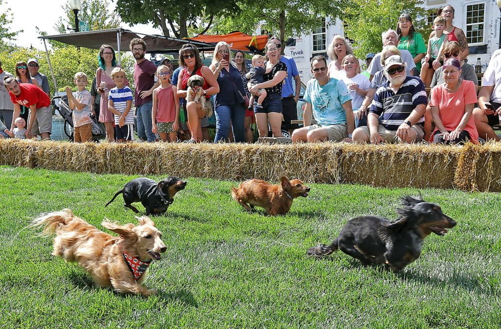 First place, Photographer of the Year - Small Market - Bill Lackey / Springfield News-SunA crowd came out to cheer for their favorite dachshund Saturday during the 2021 Champion City Wiener Dog Races at National Road Commons Park in Springfield. The event, held as part of MustardFest, featured 27 dogs competing for the title of fastest weiner in Clark County. 