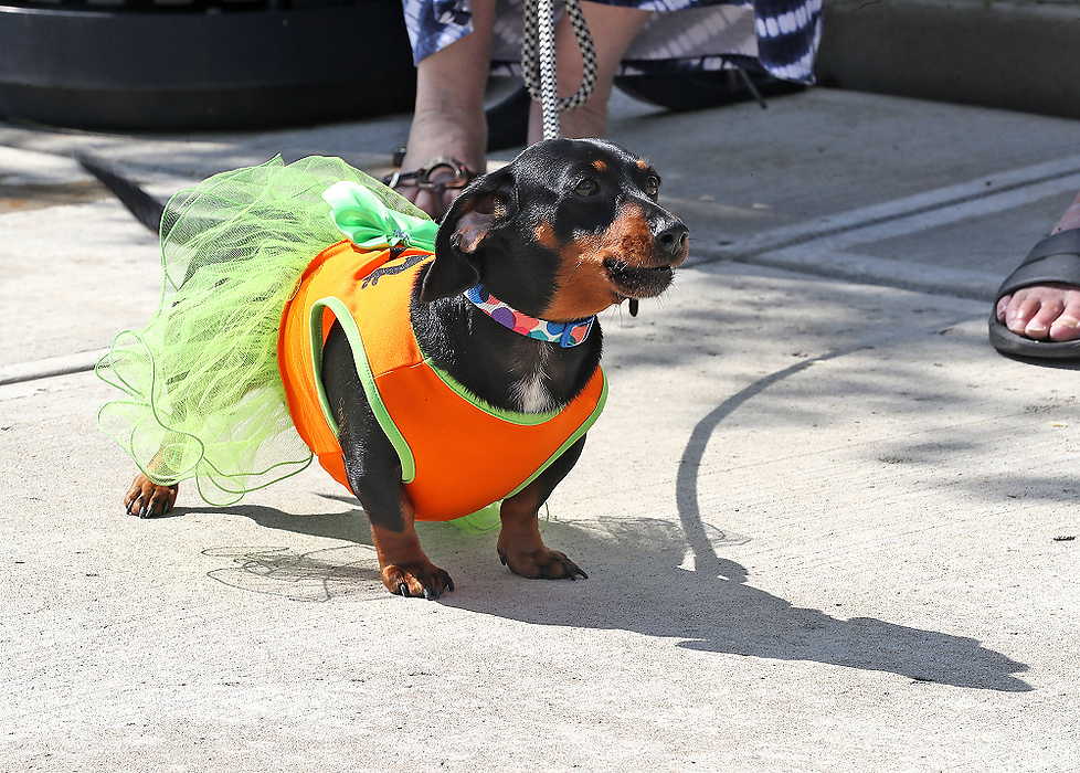 First place, Photographer of the Year - Small Market - Bill Lackey / Springfield News-SunSomer of the wiener dogs were more about fashion than racing. 