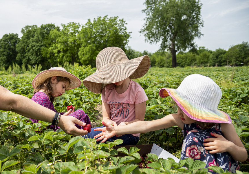 Student Photographer of the Year - First Place, Akash Pamarthy / Ohio UniversityIoana Walter of Ypsilanti passes a strawberry to her daughter Mercy Walter, 4, during the strawberry pick session at Rowe’s Produce Farm in Ypsilanti.  