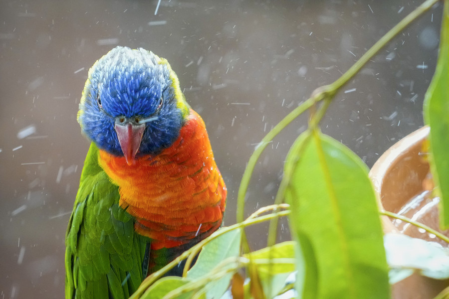 Pictorial - Second Place, “Columbus Zoo”A lorikeet avoids splashing from a mate in the watering dish inside the Lorikeet Garden at the Columbus Zoo and Aquarium. (Adam Cairns / The Columbus Dispatch)