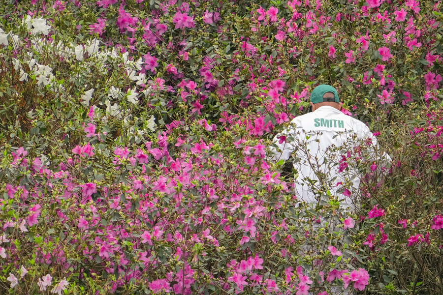 Ron Kuntz Sports Photographer of the Year - First Place Cameron Smith's caddie Sam Pinfold searches for his ball in the azalea bushes on the 13th hole during the second round of The Masters golf tournament at Augusta National Golf Club.  (Adam Cairns / The Columbus Dispatch)