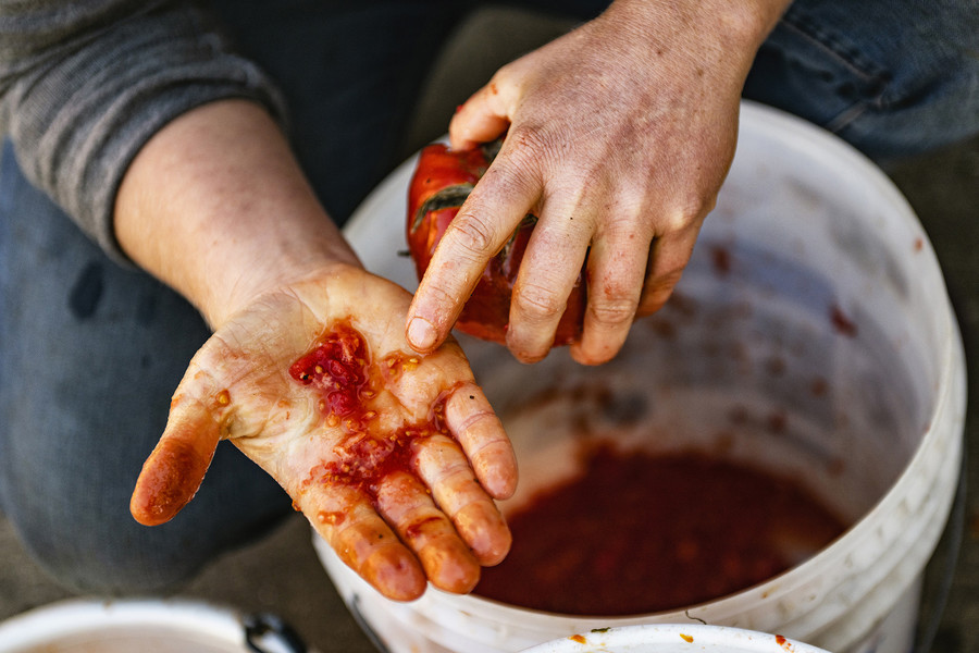 Feature Picture Story - 3rd, “Symphony of Soil”Seed farmer Lindsay A. Klaunig, 39, of Toledo points out Abe Lincoln tomato seeds while sorting out a pail of rotten tomatoes at Trouvaille Farm in the unincorporated community of Shade, Ohio. According to Klaunig, the seeds are for an order of 8 pounds of Abe Lincoln tomato seeds for seed company Baker Creek that is based in Missouri. "They were the first company I contracted with 5 years ago. I've been growing for them since, especially during the pandemic. The contract sizes got bigger but the prices did not," Klaunig elaborated.  (Loriene Perera / Ohio University)