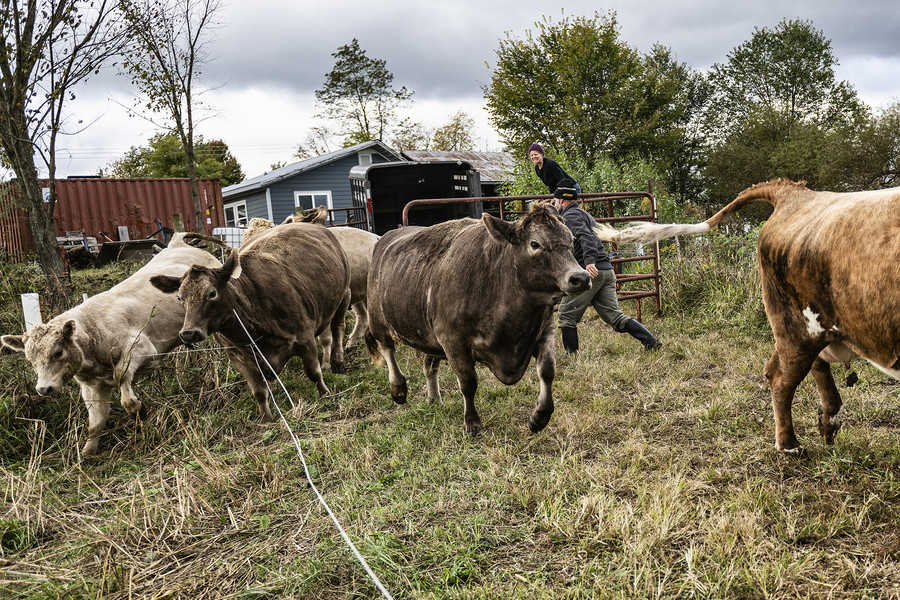 Feature Picture Story - 3rd, “Symphony of Soil”Seed farmer Lindsay A. Klaunig, 39, who was originally from Toledo, and her partner Michael S. Barnes, 48, of Santa Fe, N.M., react as their cattle broke through a wire barrier after they failed to to separate two bulls from the cows at Trouvaille Farm in the unincorporated community of Shade, Ohio, on Monday, October 16, 2023. According to Barnes, this is his first attempt this season to separate the bulls, and he will need to work on it again another day. "The older lady cows are well behaved. It's the just the naughty little boy cows that misbehaved," Klaunig chimed in.  (Loriene Perera / Ohio University)