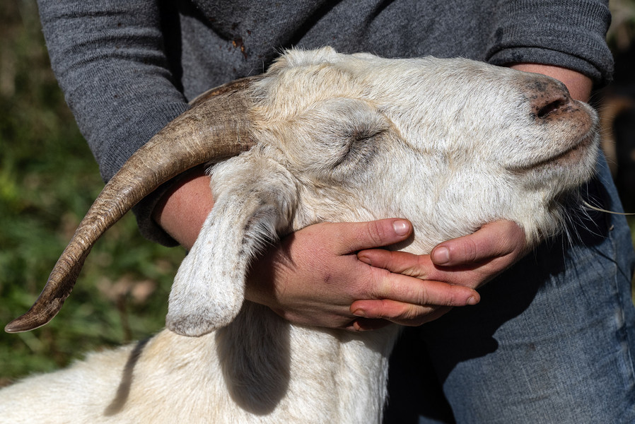 Feature Picture Story - 3rd, “Symphony of Soil”Seed farmer Lindsay A. Klaunig, 39, of Toledo, comforts her goat, Hanna, while it gets its hoofs trimmed at Trouvaille Farm in the unincorporated community of Shade, Ohio, on Monday, October 13, 2023. "She is a Kiko. She is 6 or 7 years old. She wasn't born on the farm. She is the matriarch of the herd, or we say the "herd queen". At this point they are a land management tool for us. We'll put them on weedy spots in the pasture. Specifically they eat grass and vines," Klaunig shared. (Loriene Perera / Ohio University)