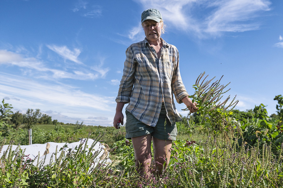 Feature Picture Story - 3rd, “Symphony of Soil”Seed farmer Lindsay A. Klaunig, 39, of Toledo, reacts under the afternoon sun while harvesting tulsi, also commonly known as holy basil, at Trouvaille Farm in the unincorporated community of Shade, Ohio, on Sunday, September 23, 2023. "That's something I plant every year to attract beneficial insects, as part of my integrated pest management. It's a way to avoid pesticide use. And I make tea with them," Klaunig explained.  (Loriene Perera / Ohio University)