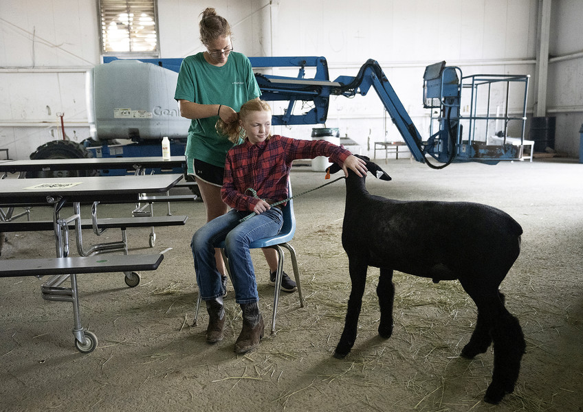 2nd - Photographer of the Year - Large Market Karaline Mishne, 11, pats her ram Rodney while her mother Amanda Mishne braids her hair at the Franklin County Fair.  (Brooke LaValley / The Columbus Dispatch)